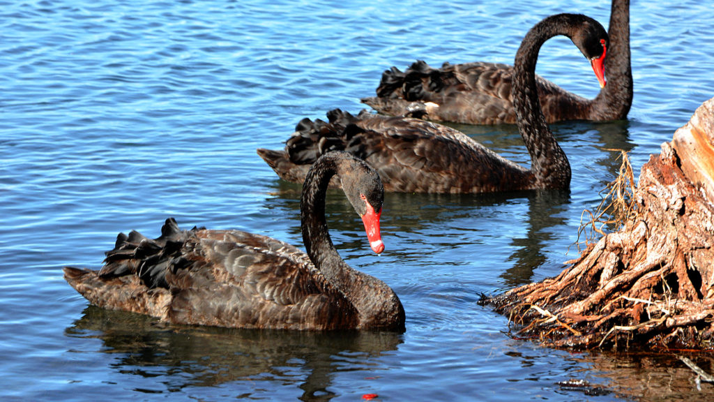 Black Swan in Perth (Foto: Sabina Schneider)