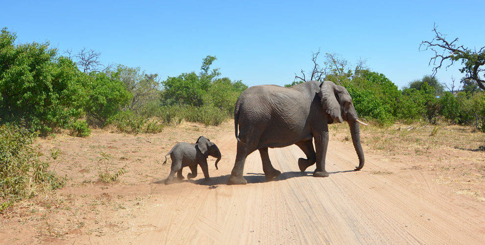 Elefanten im Chobe Nationalpark (Foto: Sabina Schneider)