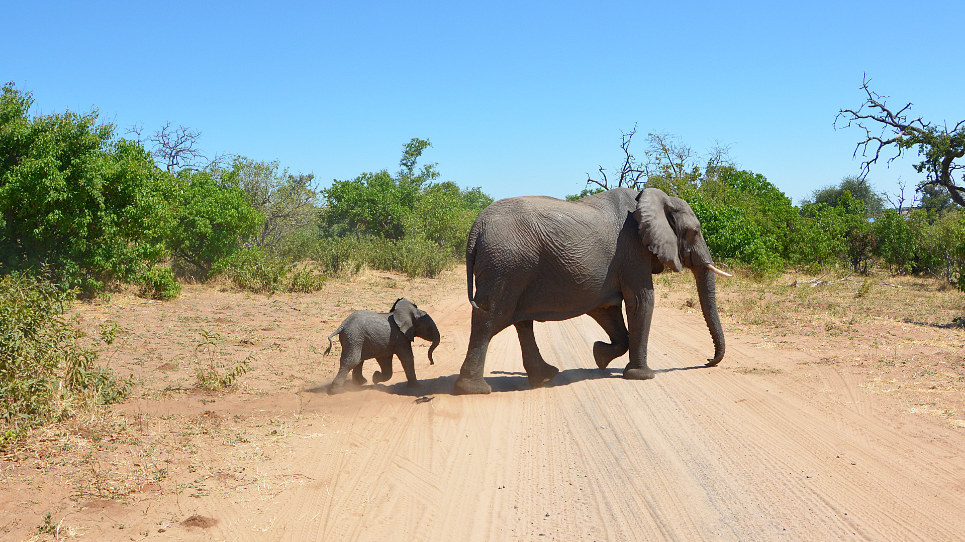 Elefanten im Chobe Nationalpark (Foto: Sabina Schneider)