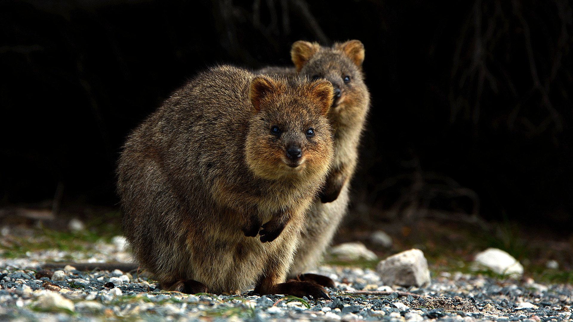 Quokkas auf Rottnest Island (Foto: Sabina Schneider)