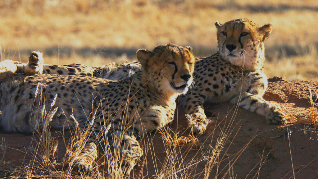 Geparden Namibia (Foto: Sabina Schneider)