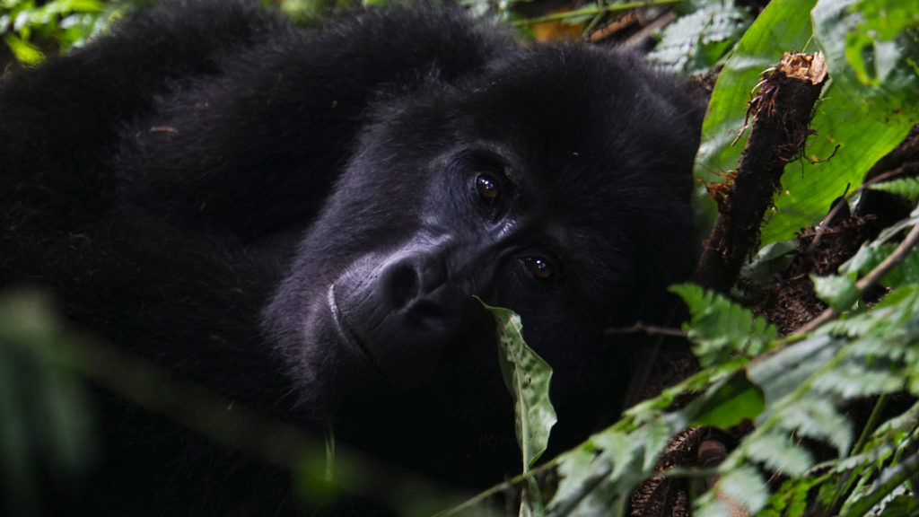 Gorilla Trekking (Foto: Sabina Schneider)