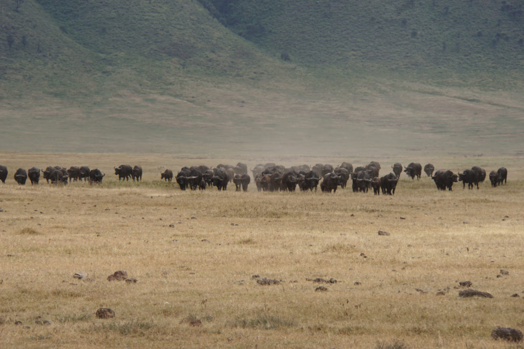 Ngorongoro (Foto: Sabina Schneider)