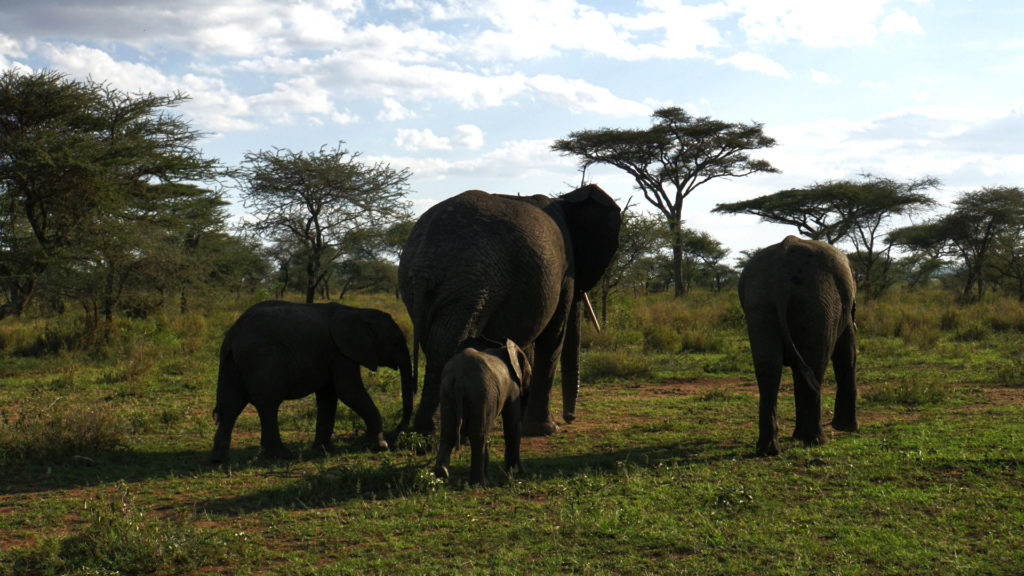 Serengeti (Foto: Sabina Schneider)
