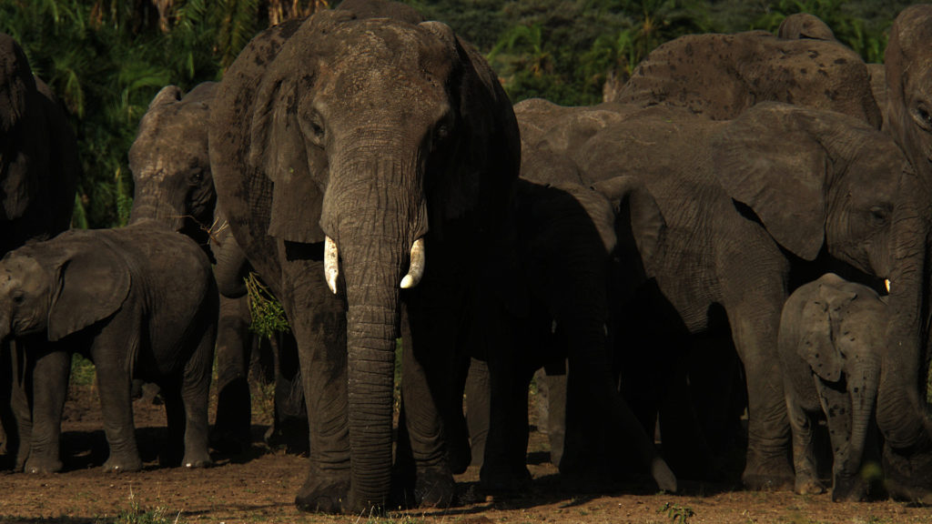 Serengeti (Foto: Sabina Schneider)