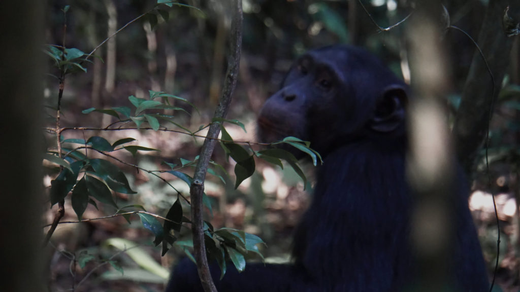 Chimps Trekking Uganda (Foto: Sabina Schneider)