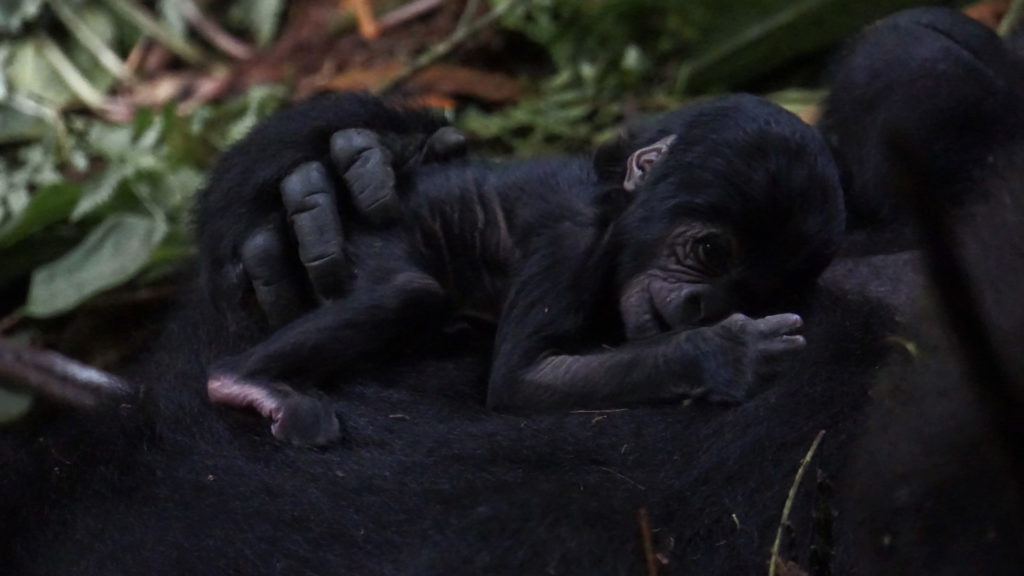 Gorilla Trekking Uganda (Foto: Sabina Schneider)