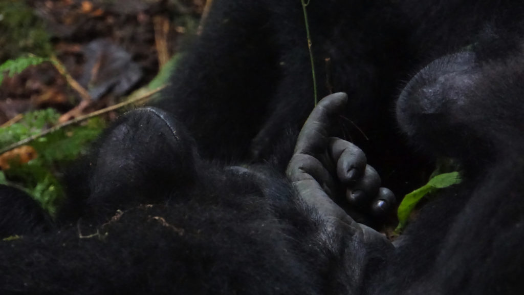Gorilla Trekking Uganda (Foto: Sabina Schneider)
