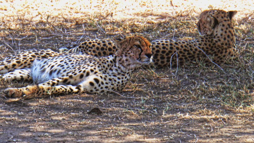 Serengeti Nationalpark (Foto: Sabina Schneider)
